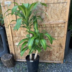 Indoor dracaena Cor