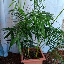 Dwarf Bamboo Tree plant