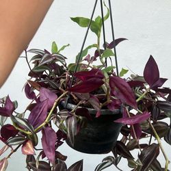 Wandering Jew Hanging Plant Available 