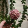 V-plants