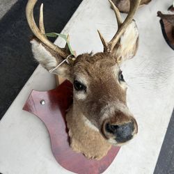 Mounted Deer