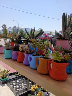Plantitas en variedad
