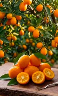 Kumquat Fruit Trees / Árboles De Naranjas Pequeñas $50 each