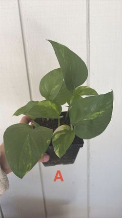 Golden Pothos Plants
