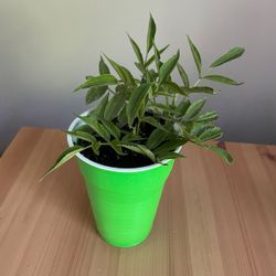 Elderberry Plants - Multiple Available 
