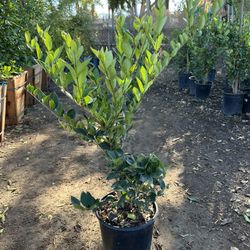 Ligustrum Waxleaf Privets Hedge