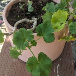 AntiqueRosePot, Succulent Plant