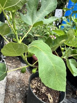 Fig Tree