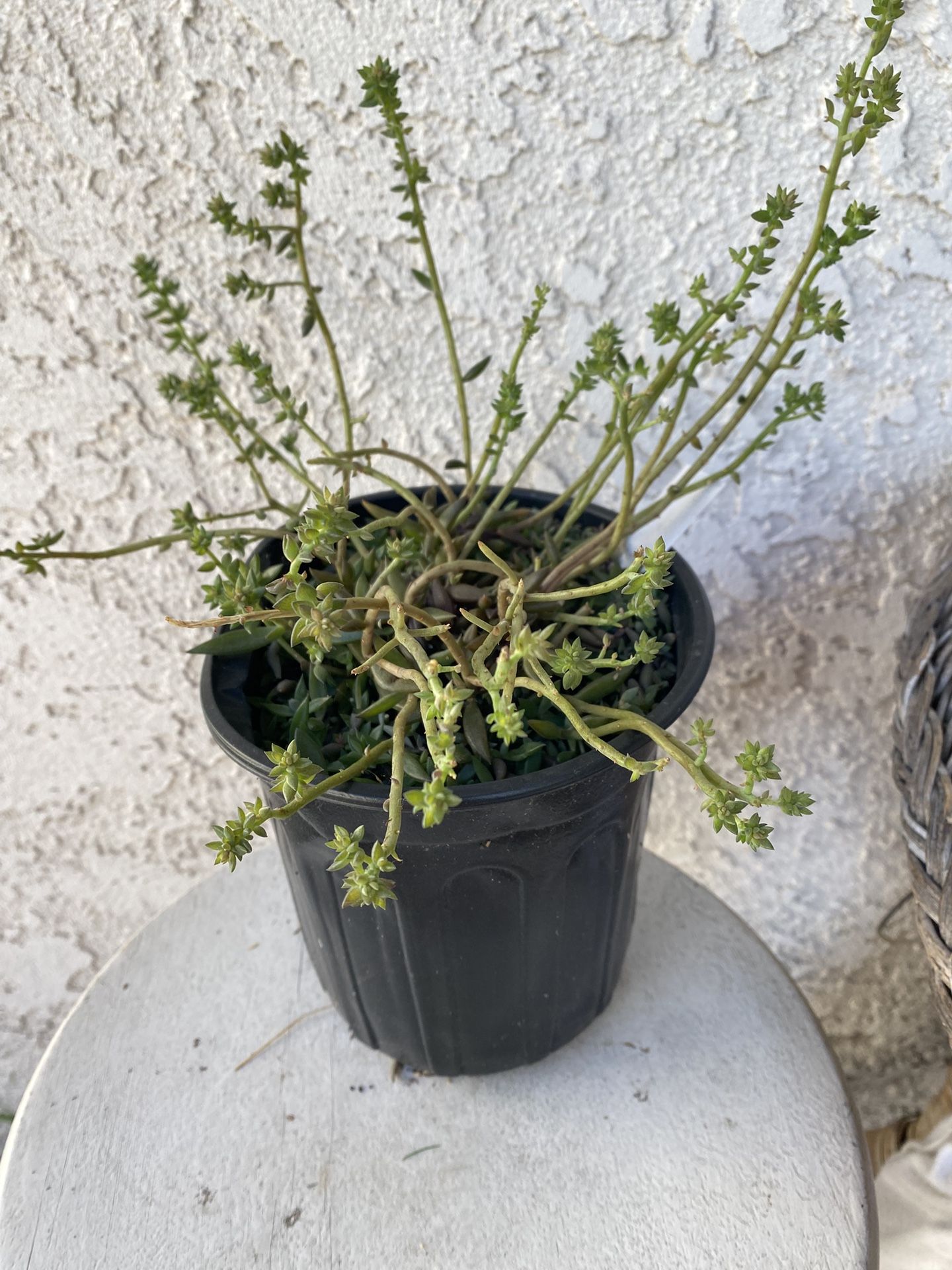 1 Gallon Pot Succulent Plant - Rare Japanese Sedum Orostachys Fimbriata - Rooted & Established - Drought Resistant 🪴