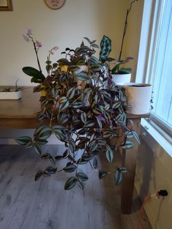 Healthy and gorgeous Inch plant $40