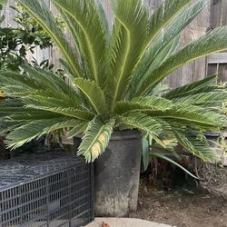 Sago Palm