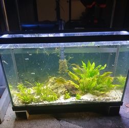 Fishtank with everything in the pictures in excelent conditions $100..