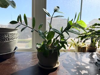 ZZ Plant in Ceramic Pot with Attached Saucer