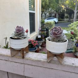 $25.00 each ..Succulents in ceramic pots with wooden stands