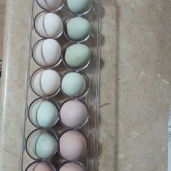  Huevo Fertile Incubar / Fertile Egg To Incubate