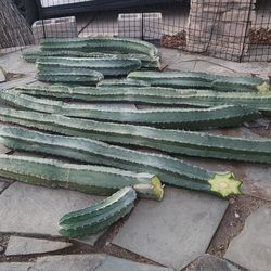 Peruvian Cactus Cuttings