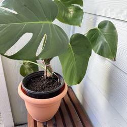 Monstera Plant 