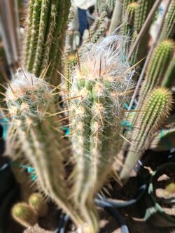 Cactus plant.