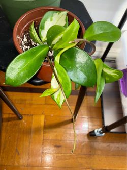 Hoya Krimson Princess