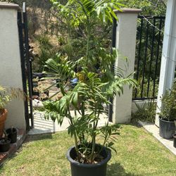 Large Bamboo