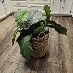 Decorative Faux Plants