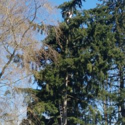 FULLY SEASONED READY TO BURN FIREWOOD FOR SALE 