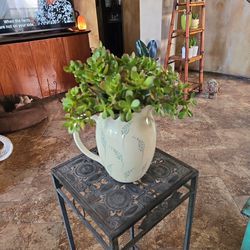 Live Jade Plantsin Ceramic Pot With Drainage 
