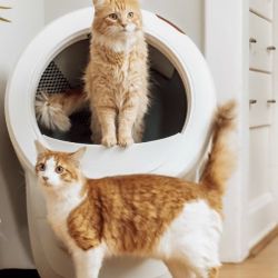 Cat Litter-Robot 4