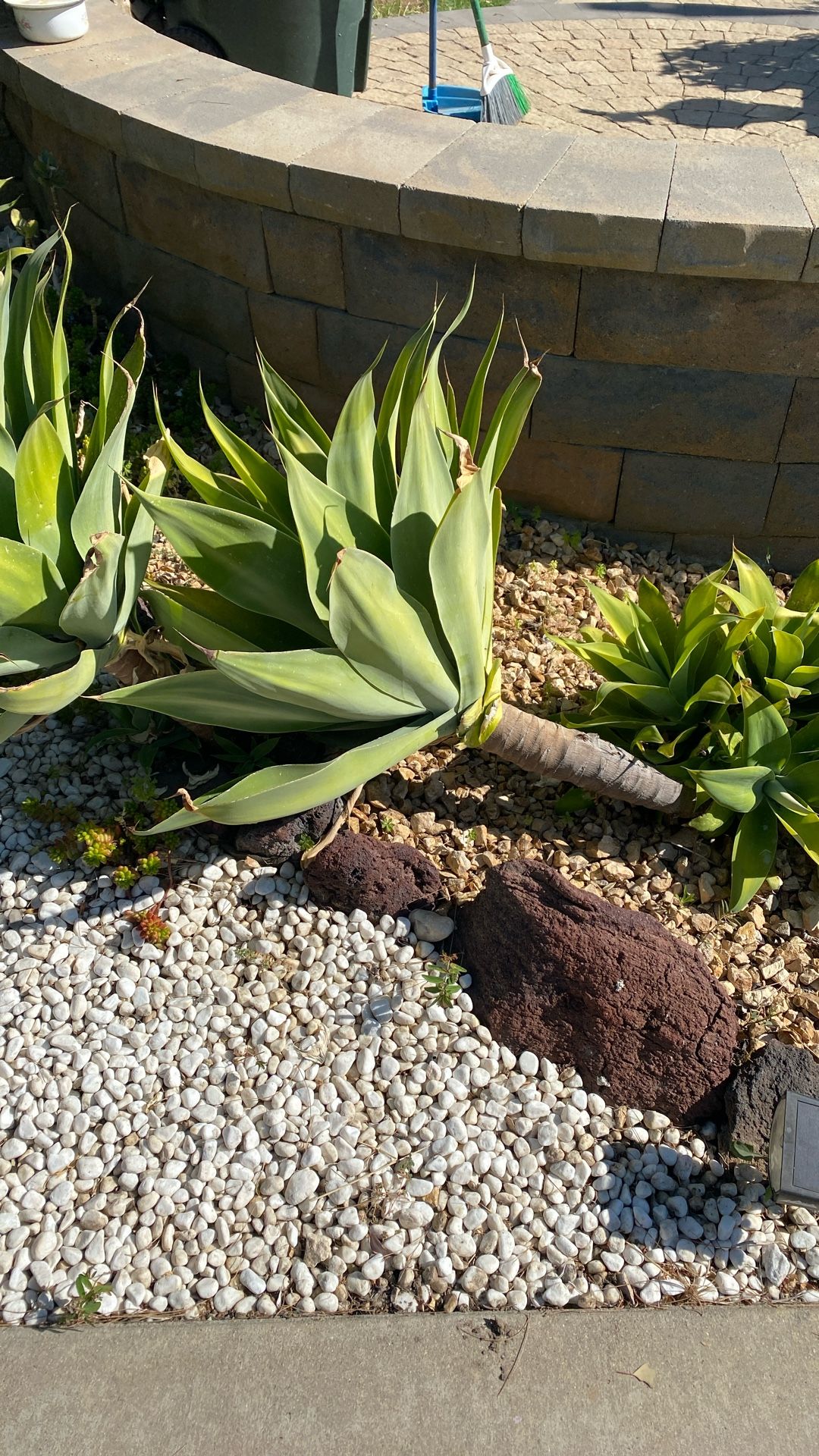 Free Succulents Big Plants