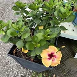 Hibiscus 