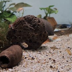 Aquarium Decoration's 