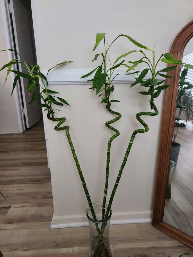 3 Lucky Bamboo Stalks 3 Ft With Vase $30