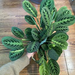 Calathea Maranta Lemon Lime (6inch Pot)