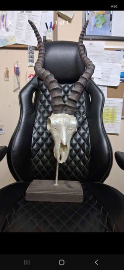 Real Antelope Skull with Horns on Stand