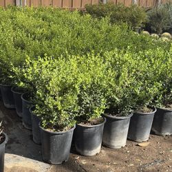 Japanese Boxwood 5 Gal