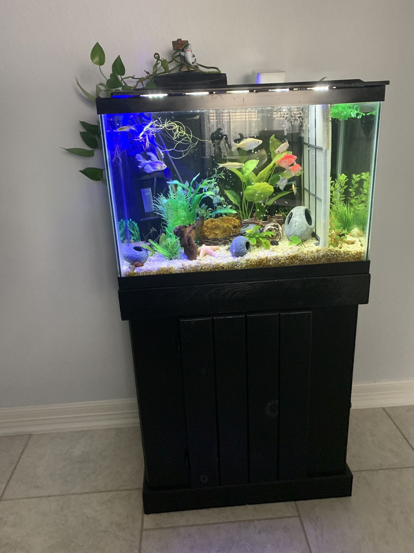 Fish Tank  And Accessories - Complete Setup