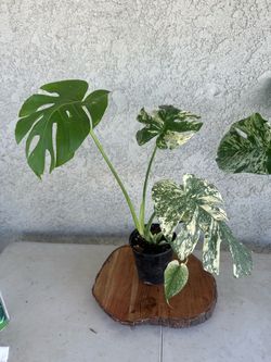 Monstera mint