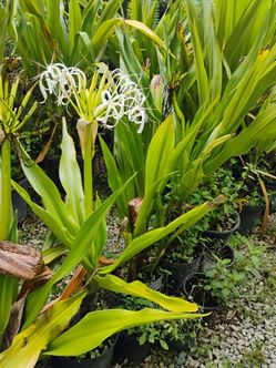 Crinum lily Sale! From $15