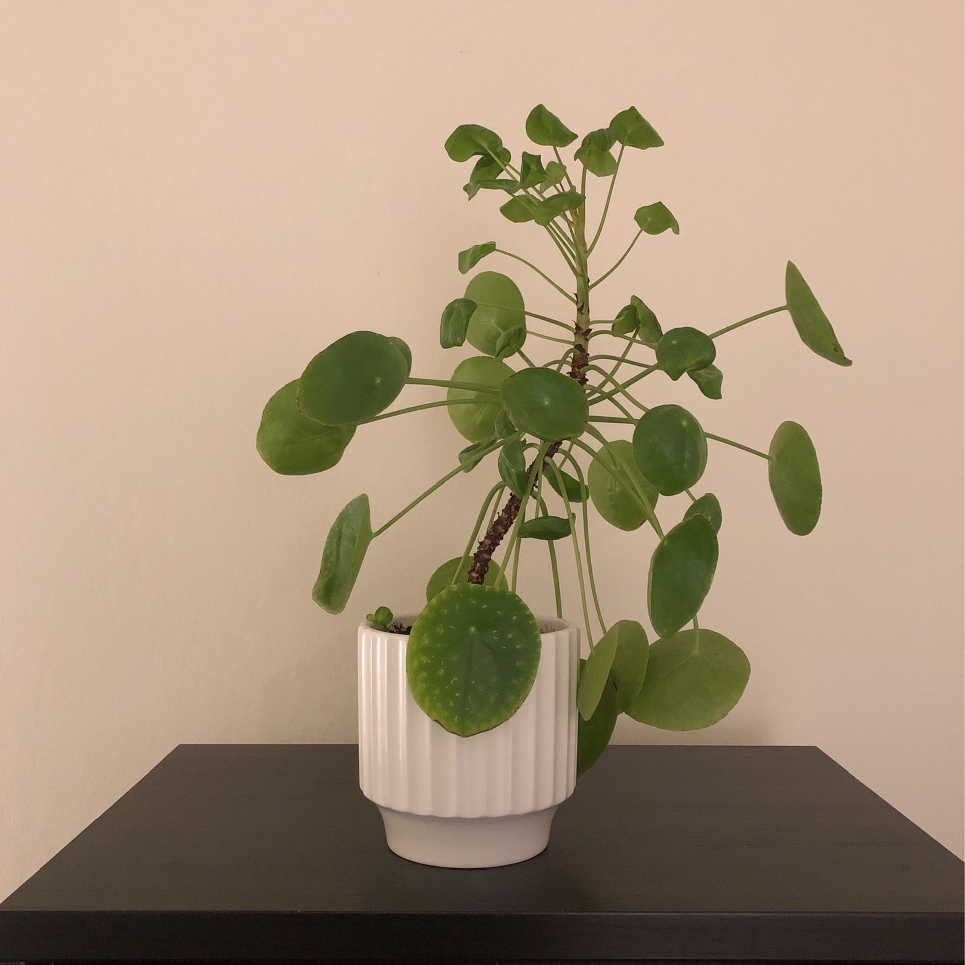 Pilea Pepermioides Plant (Chinese Money Plant)