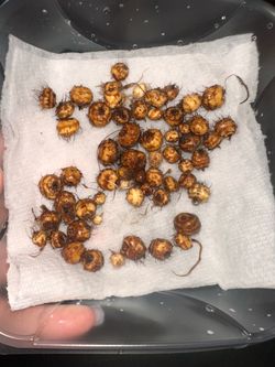 Chufa seed tubers for planting - (Tiger nut), atadwe.
