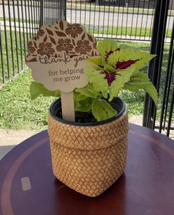 Kong Lime Sprite Coleus Plant $15
