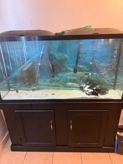 60 gallon fish tank with stand and new fluval 307 canister filter