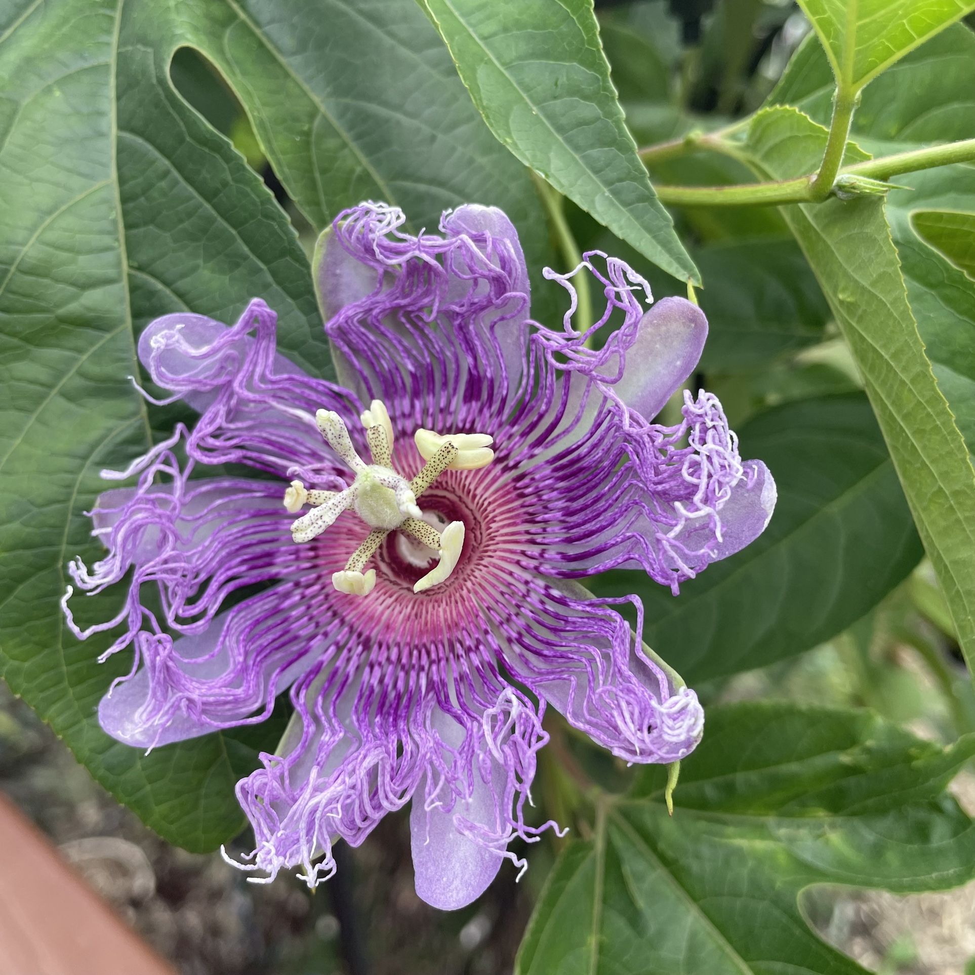 Passion fruit /Purple Passionflower / Maypop baby plants $5 each 