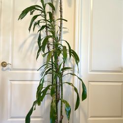 Large Dracaena 