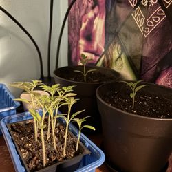 Cherry Tomato Seedlings $3 Per Plant 