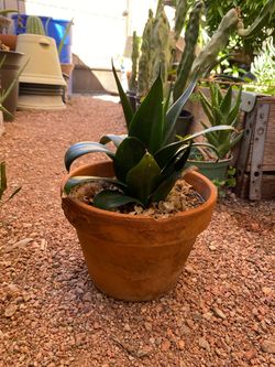 Jade Sansevieria Plant
