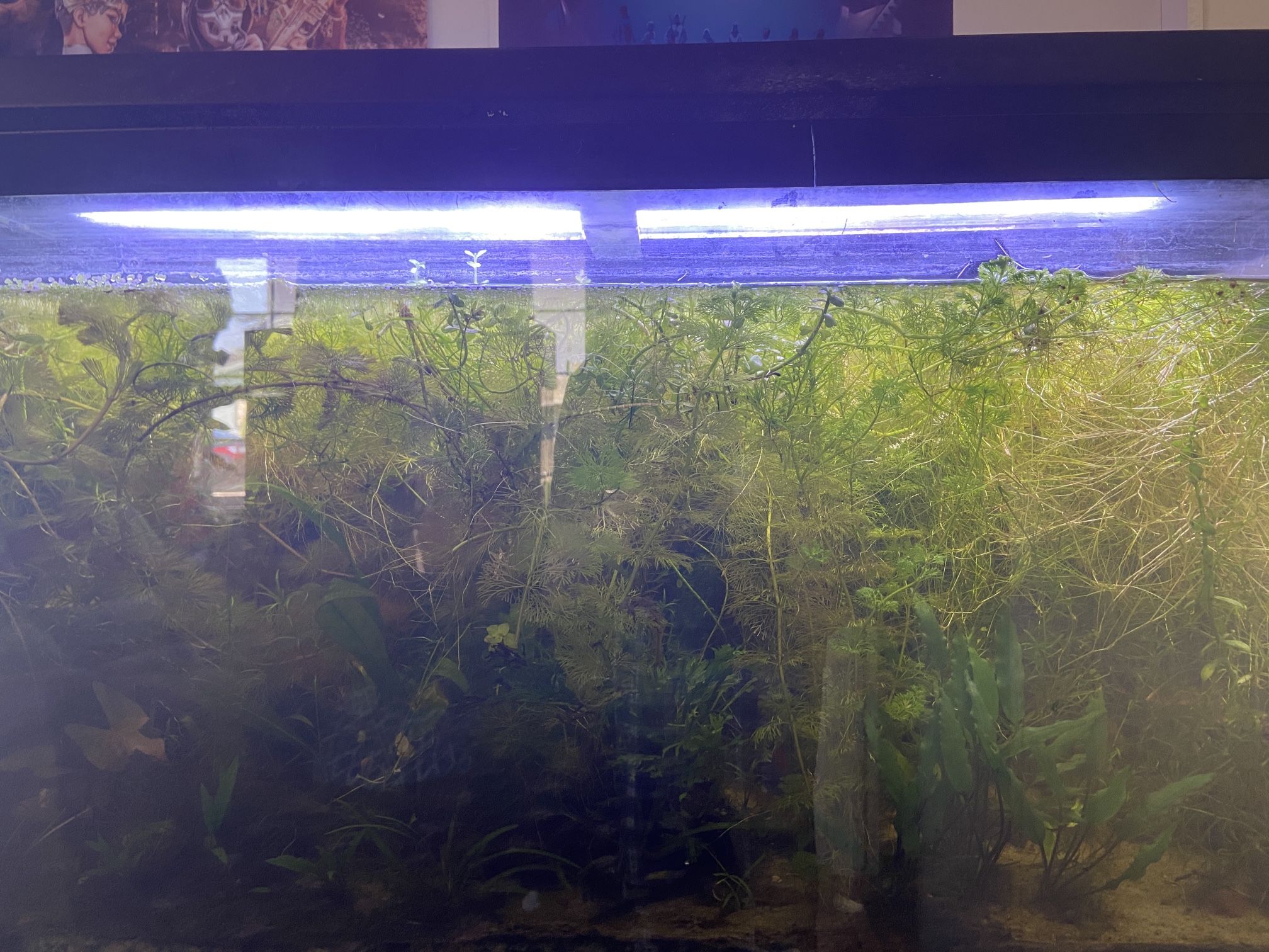 Tank Full Of Plants 