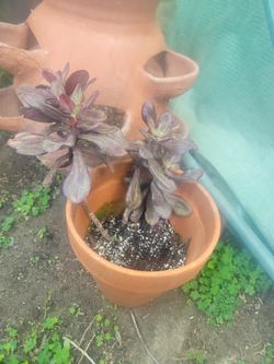 Succulent