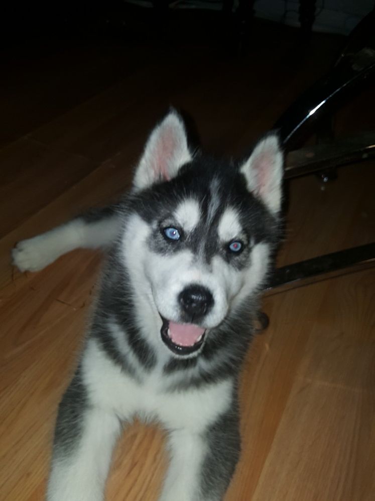 Siberian husky, only 6 months