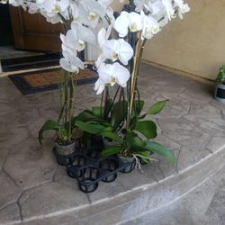 Beautiful Orchids
